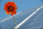 orange flower on a solar panel