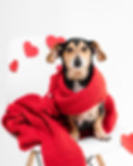 valentines dog gifts